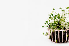 Broccoli sprouts/microgreens tumble out of a white basket filled with soil. The backgrown is plain white.