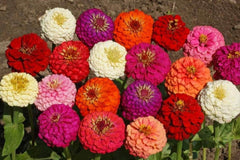 Butterfly Garden Kit