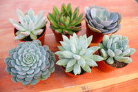 Monthly Succulents by Succy Crafts