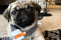 Pet Bandanas, Personalized,  Each Month with Unique, Seasonal Themes