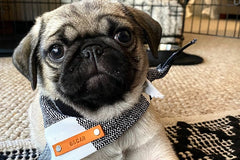 Pet Bandanas, Personalized,  Each Month with Unique, Seasonal Themes