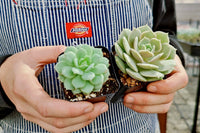 succulent plants subscription, plant subscription box, gift subscription boxes, monthly gift subscription, unique subscription boxes