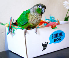 Squawk Box
