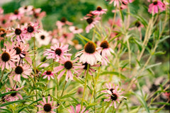 Academy Botanica Online Herbal Healing Course