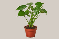 Monstera 'Split-Leaf'