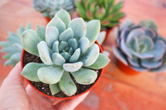 Monthly Succulents by Succy Crafts