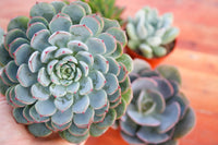 Monthly Succulents by Succy Crafts