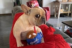 BoxDog - Monthly Dog Subscription Box with 100% Handmade Treats & 2 Dog Toys: Medium Dog 21-50lb