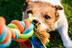 Small dog enjoying a colourful rope on a grass field. This toy is perfect for a game of tug-of-war and wasting your dogs energy. 