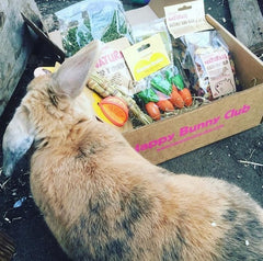 Happy Bunny Club Box