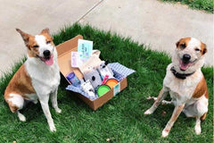 Dog Mom Box