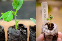 🪴Urban Organic Gardener's Monthly Seed Club 🌱 BASIC plan