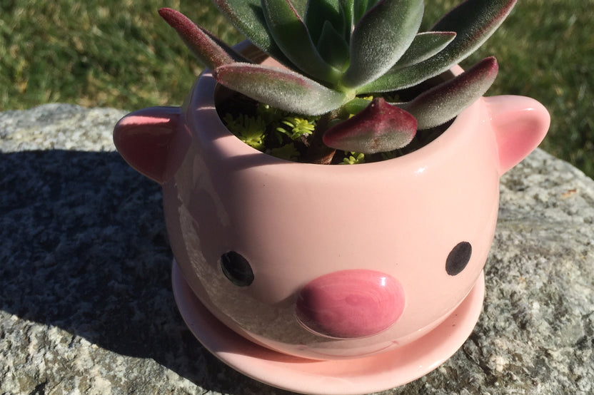 Potted Succulent Plant
