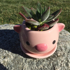 Potted Succulent Plant