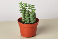 To support both novice and experienced gardeners, the subscription box typically includes detailed plant care guides. 