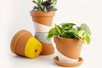 Plant of the Month