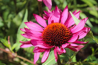 Academy Botanica Online Herbal Healing Course