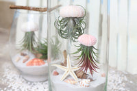 air plant subscription, indoor plants subscription, plant subscription box, best subscription boxes for women, subscription for kids