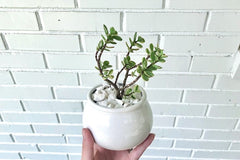 Succulent & Cacti Box - Planting Kit with Goodies!
