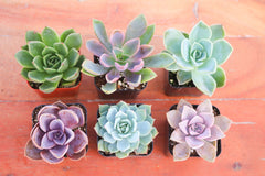 Monthly Succulents by Succy Crafts