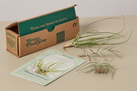 A significant allure of the house plant box is the element of surprise. Subscribers eagerly anticipate the arrival each month