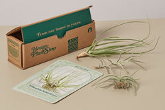 A significant allure of the house plant box is the element of surprise. Subscribers eagerly anticipate the arrival each month