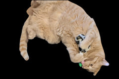 Peculiar Pet Holiday Box - Cat