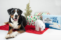 BoxCat Giant Seasonal Cat Subscription Box