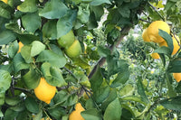 Fresh Organic Fruit from California Orchard - "Season's Best" Fruit Subscription Box – 10lbs