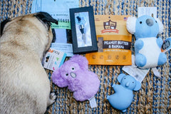 Premium Pug Box