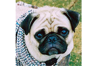 Face to face with Vinny the Pug while posing atop faux Mount Camelback in beautiful Phoenix, Arizona. 