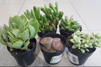 Succulents of the Month