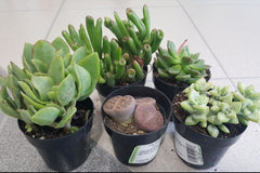 Succulents of the Month