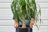 his subscription offers a delightful opportunity to receive a carefully curated, full-sized, 10-inch houseplant delivered right to your door