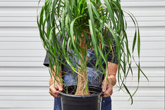 his subscription offers a delightful opportunity to receive a carefully curated, full-sized, 10-inch houseplant delivered right to your door