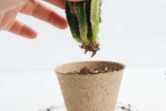 Unique Succulent Subscription For Plant Lovers 🪴