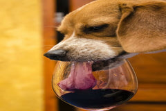 Paws & Pour Dog Box