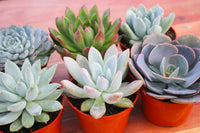 Monthly Succulents by Succy Crafts