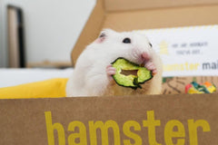 Hamster Mail