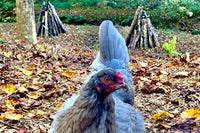 Monthly Surprise Chicken Hatching Egg Subscription