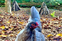 Monthly Surprise Chicken Hatching Egg Subscription