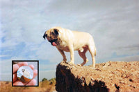 The Trading Pin's design was inspired by the real-life photograph above of Vinny the Pug in Papago Park. 