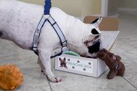 Premium Frenchie Box