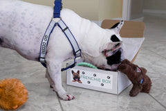 Premium Frenchie Box