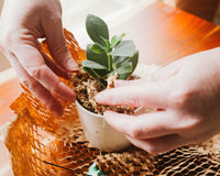 Therapeutic Garden Box
