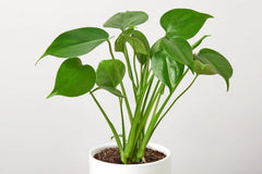 Monstera 'Split-Leaf'