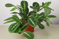 With the Premium House Plant Box, you're not just receiving a subscription; you're becoming a part of a vibrant community of plant lovers.