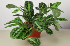 With the Premium House Plant Box, you're not just receiving a subscription; you're becoming a part of a vibrant community of plant lovers.