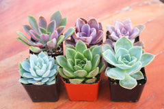 Monthly Succulents by Succy Crafts