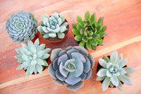 Monthly Succulents by Succy Crafts